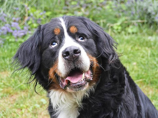 Apollo ist blind, kommt aber im Alltag gut zurecht.  | Foto: Gina Kutkat