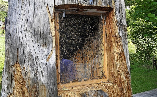 Bienen besiedeln  einem hohlen Baum.   | Foto: Josef Faller