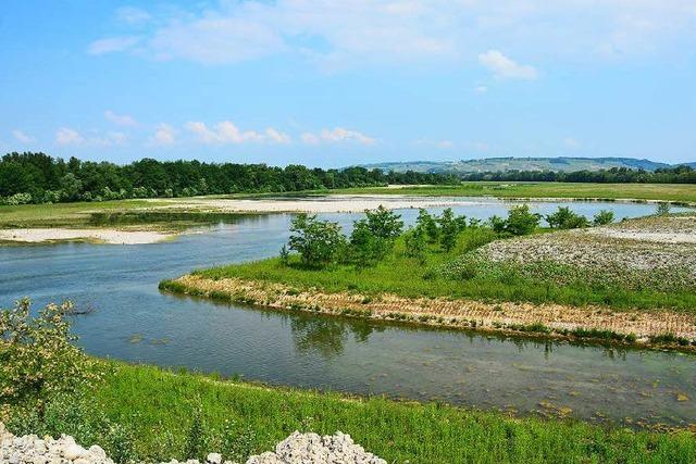 Natur erobert Rheininsel im Dreiland zurck