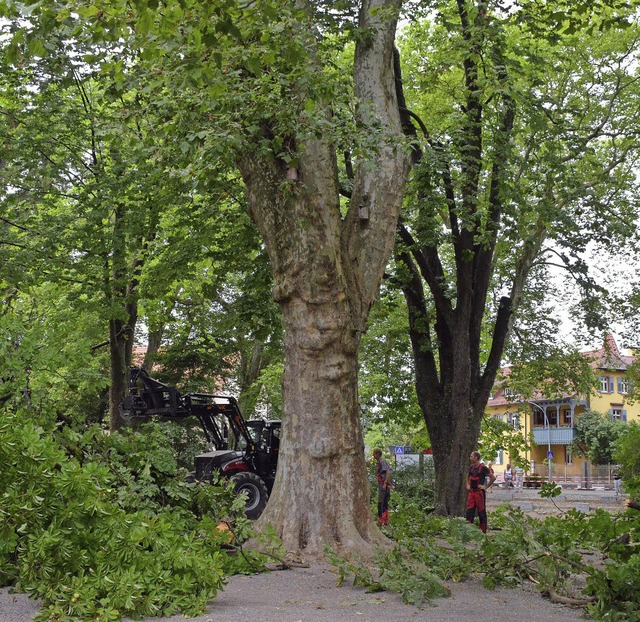 Zuerst wurden die kleineren ste der K... waren auch die mchtigen Stmme dran.  | Foto: Gabriele Hennicke, Rainer Ruther