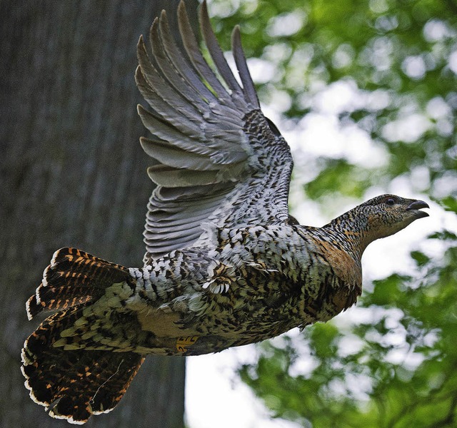 Sehr selten geworden im Wald: ein Auerhuhn   | Foto: dpa