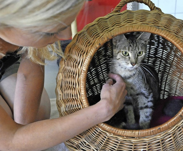 Die geretteten Katzen sind jetzt im Tierheim.   | Foto: Michael Bamberger