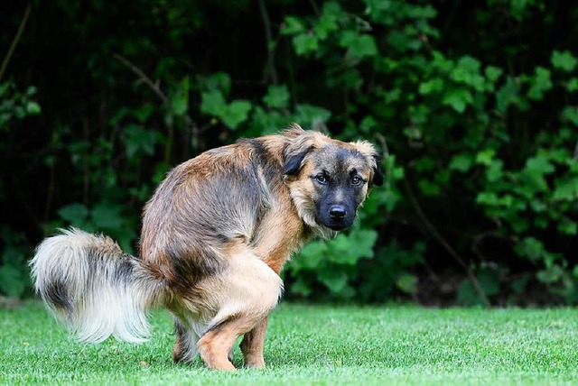 In Ettenheim gibt es erneut rger wegen Hundekots.  | Foto: Fotolia.com/Carola Schubbel