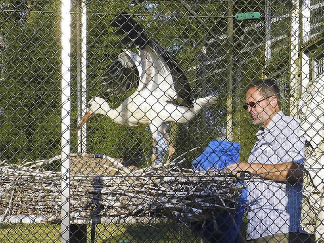 Der Jungstorch ist wieder da.  | Foto: Wolfgang Hoffmann