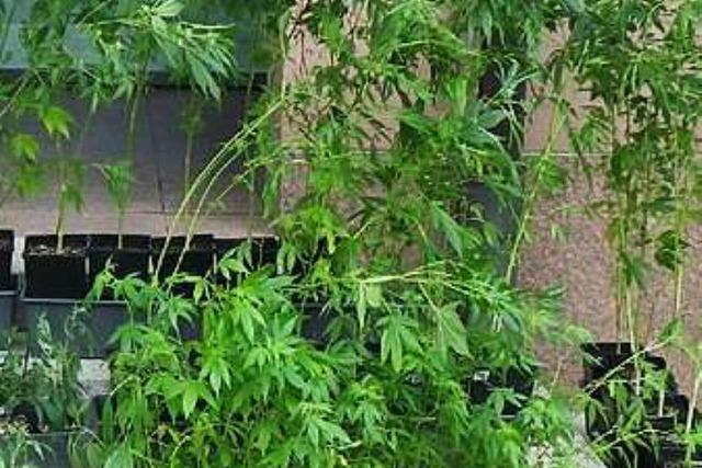 Cannabisplantage in Gundelfingen entdeckt – Hanf im Schlafzimmer