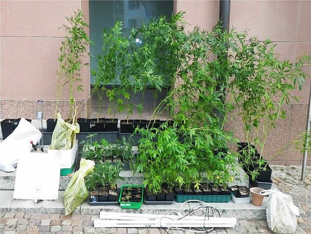 Diese Cannabispflanzen fand man bei de...tigen in seiner Gundelfinger Wohnung.   | Foto: Polizei