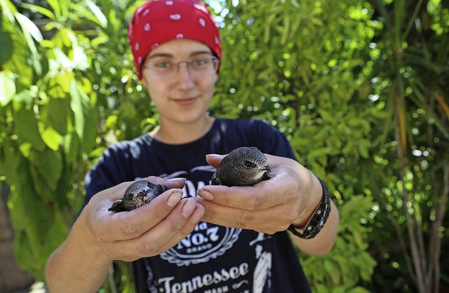 Vor allem viele Wildvgel werden derze...n Katrin Exner mit Mauersegler-Babys.   | Foto: christoph breithaupt