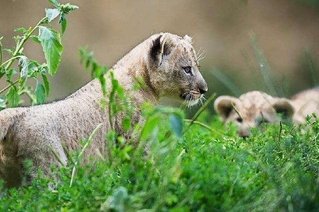 Dreifacher Lwennachwuchs im Zoo Basel