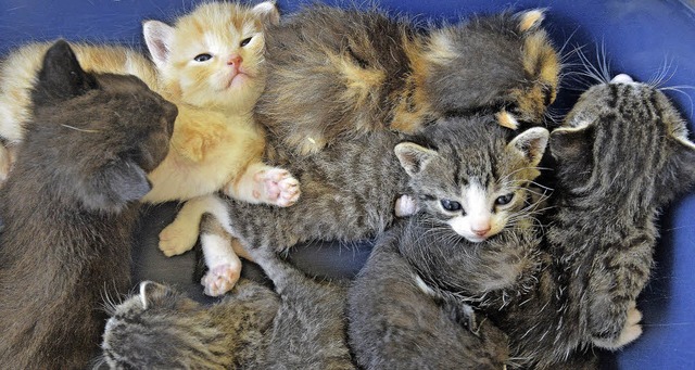 Junge Katzen im Tierheim   | Foto: Michael BambergEr