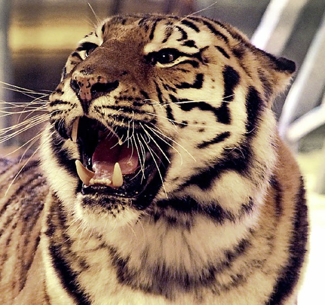 Der Auftritt der sibirischen Tiger ist... Programm des Circus&#8217; Weisheit.   | Foto: Circus