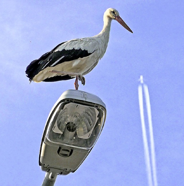 Verletzter Storch auf Straenlaterne in Orschweier.  | Foto: PRIVAT