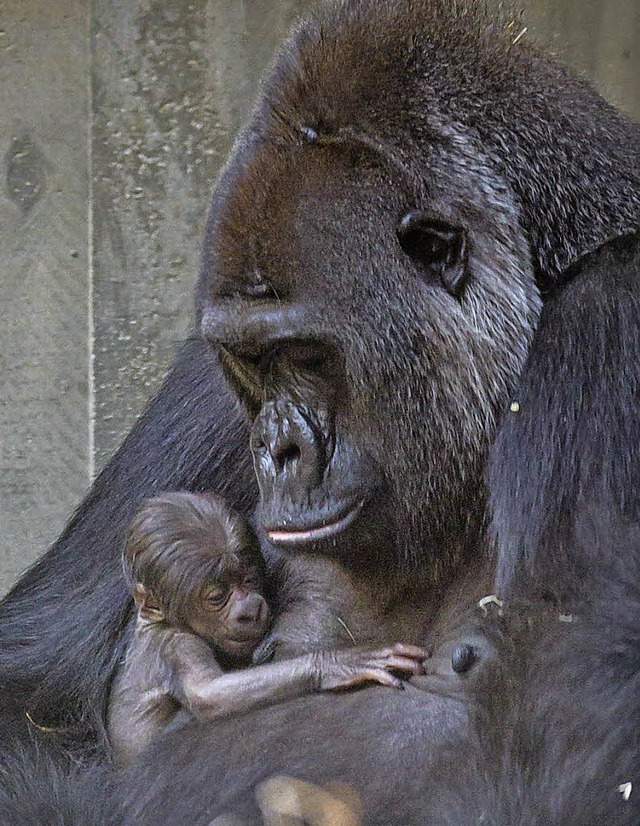   | Foto: Zoo Basel (T.Weber)