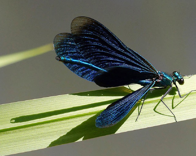 Diese Blauflgel-Prachtlibelle hat Tilo Wiesbach fotografiert.   | Foto: zvg