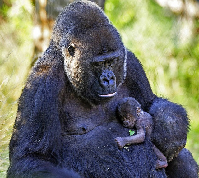   | Foto: Zoo Basel (T.Weber)