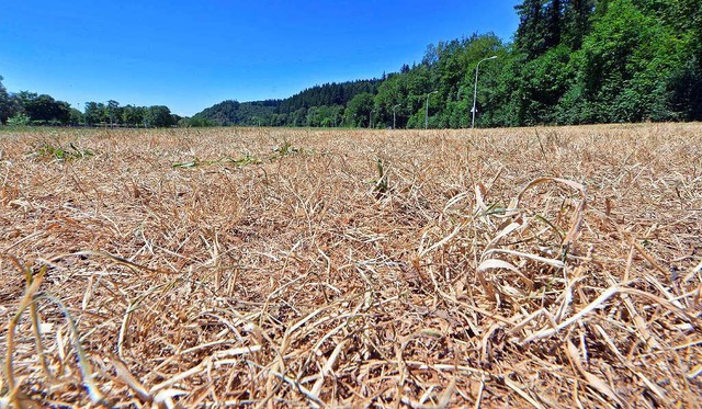 Das Gras auf den Kartauswiesen ist in ... des Dreisamtals sind knochentrocken.   | Foto: Michael bamberge