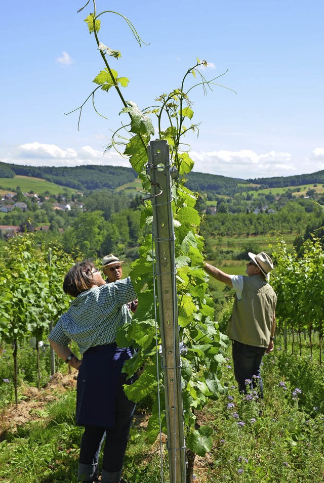 Gezhmt: Teilnehmer des Weinkollegs legen im Weinberg Hand an die Rebe.   | Foto: Anita Fertl