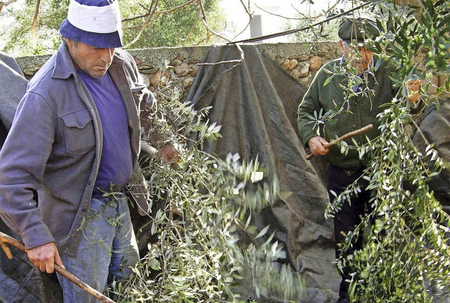 Griechische Bauern sollen hher besteu...etz steht noch nicht zur Abstimmung.    | Foto: DPA