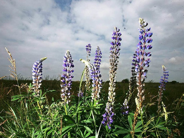 Neu entdeckt als Nahrungsmittel: Lupinen  | Foto: dpa