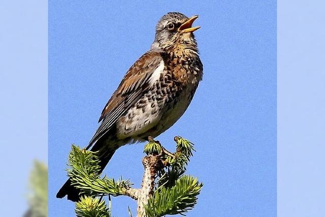 Haus der Natur organisiert vogelkundliche Exkursion