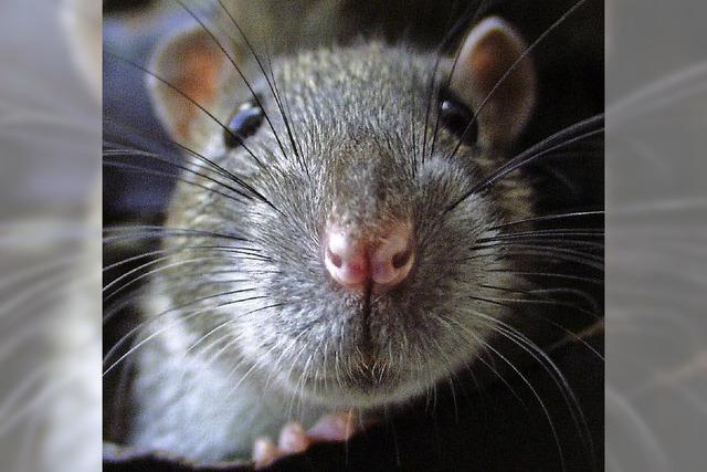 22 Ratten einfach in der Wohnung zurckgelassen