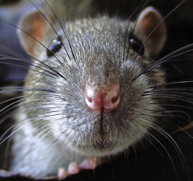 Nicht jedermanns Freund: eine Ratte   | Foto: Schneider