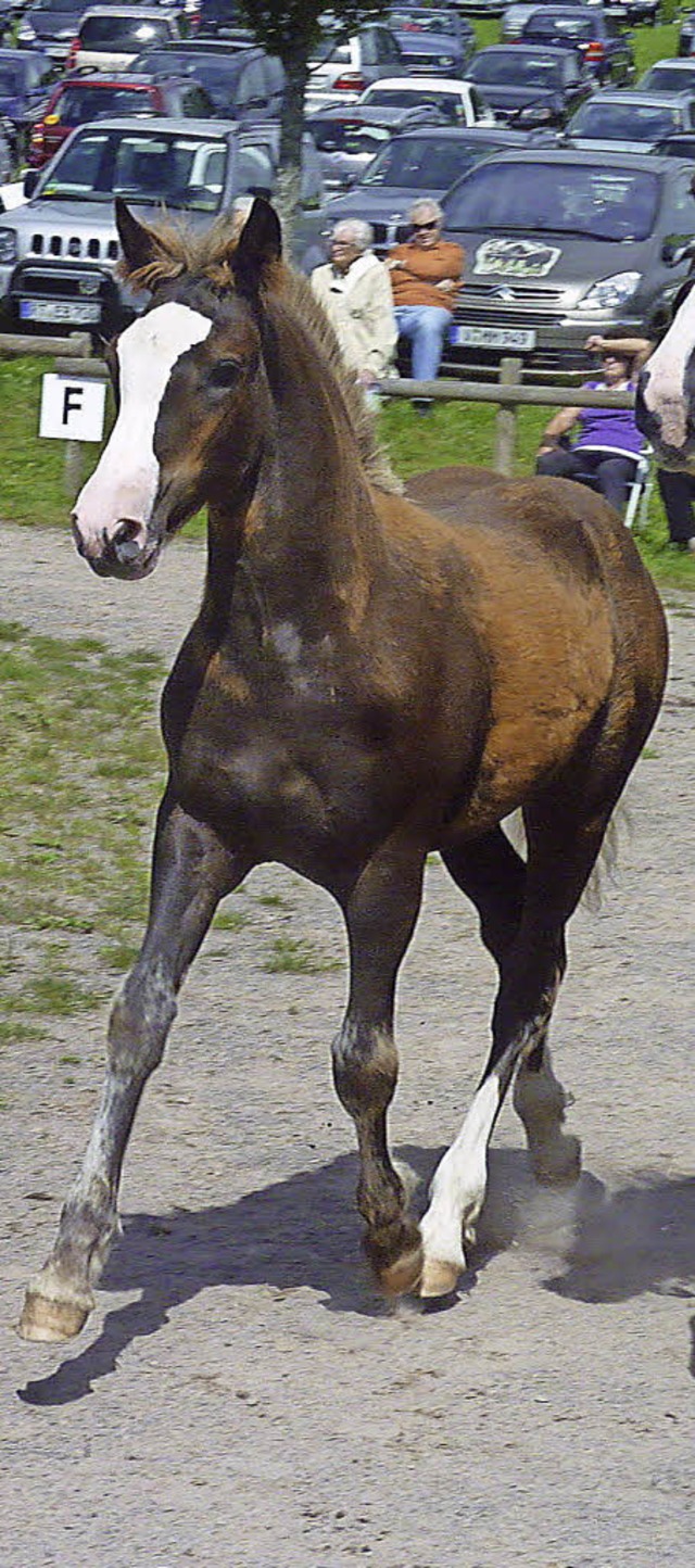 Schwarzwlder Fohlen  | Foto: Veranstalter