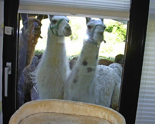 Wenn pltzlich Lamas vor dem Fenster stehen  <ppp></ppp>  | Foto: zvg