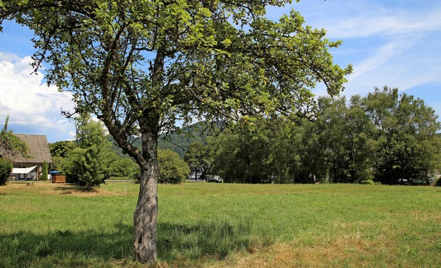 Platz fr sechs Baugrundstcke: Richtu...latz  (hinten) wird eine Wand gebaut.   | Foto: Bertsch