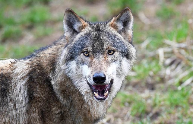 Ist der Wolf gefhrlich fr den Mensch...end beim BZ-Dialog beantwortet werden.  | Foto: dpa