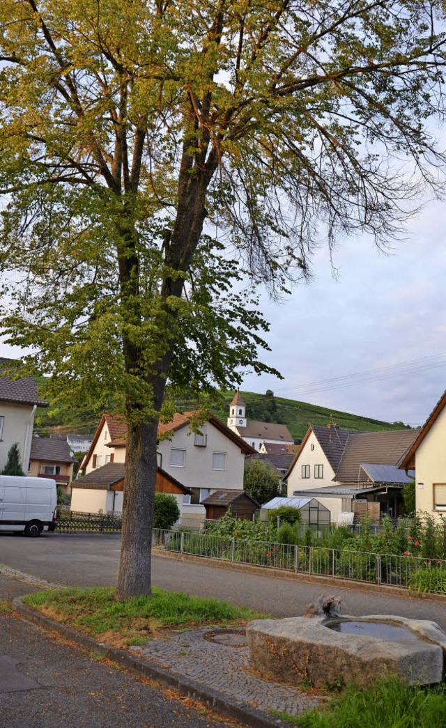 Fllen oder nicht? Baumexperten beurteilen den Baum in Istein  unterschiedlich.  | Foto: Marco Schopferer