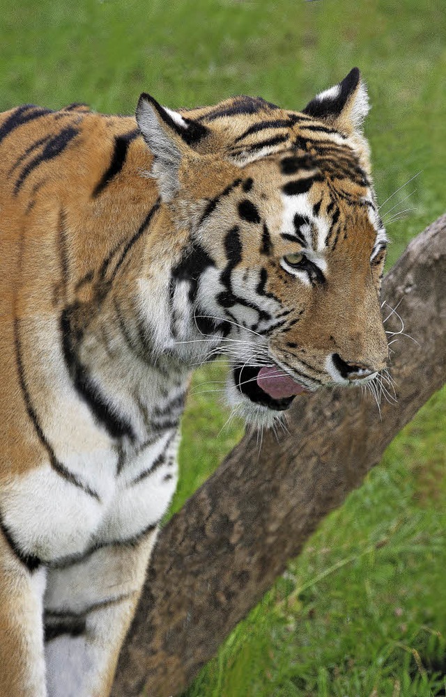 Die sibirischen Tiger sind die Hauptattraktion des Circus Weisheit.  | Foto: Wolfgang Scheu