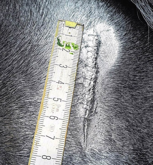 Sieben Zentimeter lang ist die Wunde am Hals von Frosty.   | Foto: privat