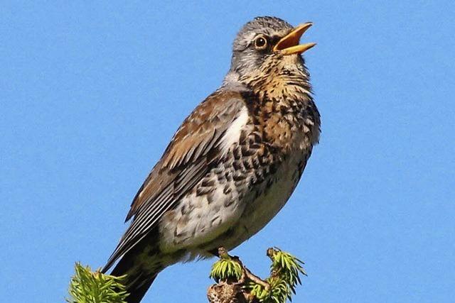 Vogelwanderung im Feldberggebiet