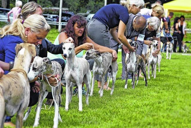 Windhundfestival wird immer grer