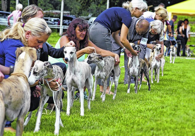 Die edlen Windhunderassen stehen von F... Hunde gemeldeten wie noch nie zuvor.   | Foto: Rolf Wetzel