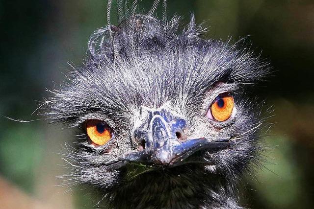Verschwundener Emu ist tot – Nandu und Brut weiterhin vermisst