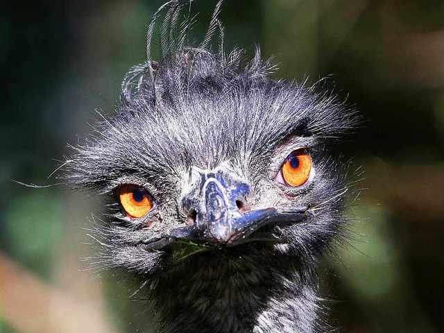 Der in Lrrach verschwundene Emu ist tot.  | Foto: dpa