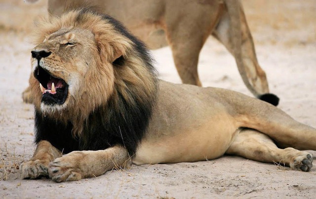 Da brllt er noch: Cecil auf einem Foto der simbabwischen Nationalparkbehrde  | Foto: dpa
