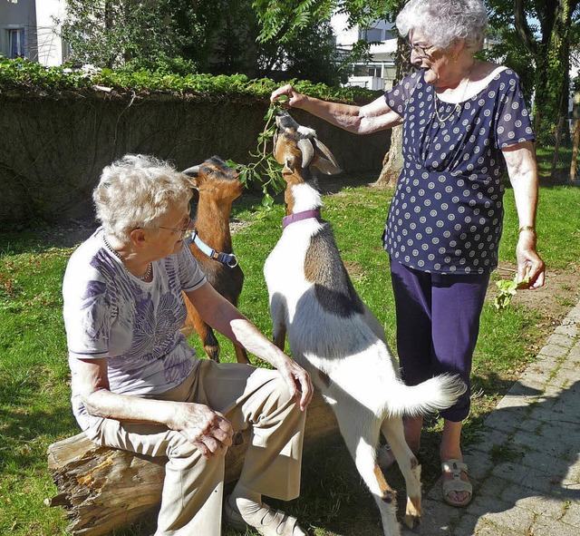 Der Streichelzoo im Pflegeheim Schloss...enbcke Anton und Paul, kommt gut an.   | Foto: Pflegeheim Schloss Rheinweiler