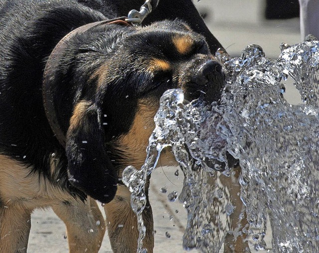 So knnen Hundstage erfrischend sein: ...ndin begeistert sich fr Wasserspiele.  | Foto: Susann Prautsch/DPA