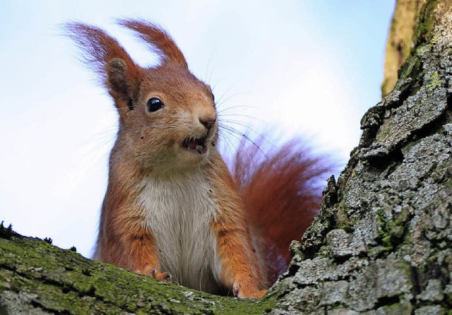 Auch die Eichhrnchen fhlen sich wohl im Stegener Wald.  | Foto: dpa