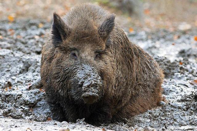 Wildschwein durchbricht Haustr und flchtet