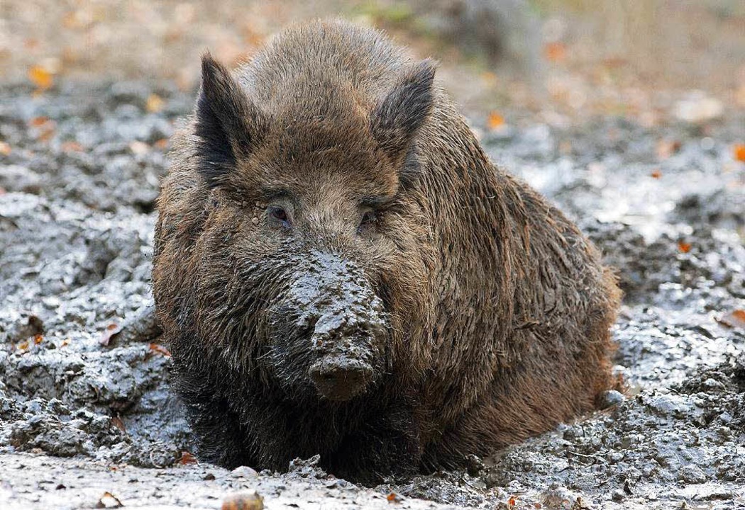 Nicht ganz sauber: Wildschwein benimmt sich wie die Sau. (Symbolbild)  | Foto: dpa