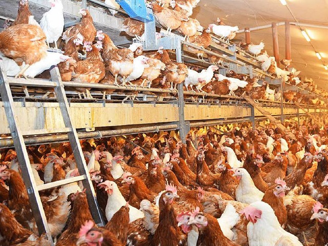 Bis zu 14500 Hhner legen Eier auf dem...Spter enden die Tiere als Suppenhuhn.  | Foto: Max Schuler 