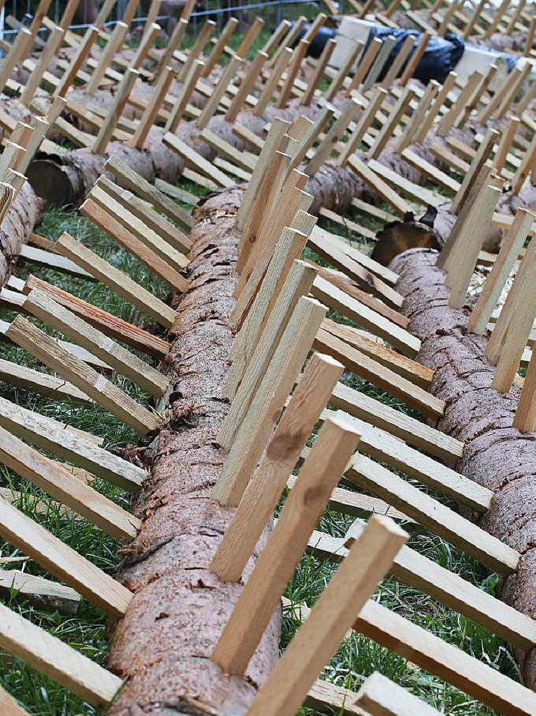 Impressionen von den Holzfällermeisterschaften am Eichberg Impressionen von den Holzfällermeisterschaften am Eichberg