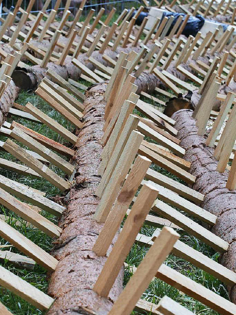 Impressionen von den Holzfllermeisterschaften am Eichberg