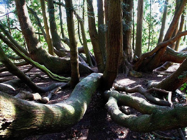 "Wo geht's hier aus dem Wald?", fragt sich Gunter Anders aus Rheinfelden, der uns ein Bild einer Riesenthuja aus dem Kurpark, Rheinfelden/Schweiz zuschickte.