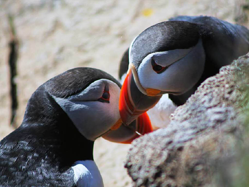 Papageientaucher auf der Balz, fotografiert von Gerd und Angela Fricker aus Rheinfelden whrend ihrer Islandreise im Juni.