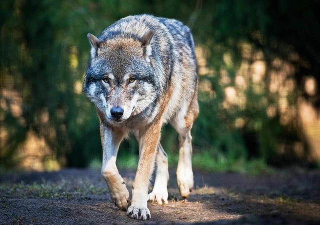 Ein Wolf unterwegs nach Deutschland   | Foto: dpa