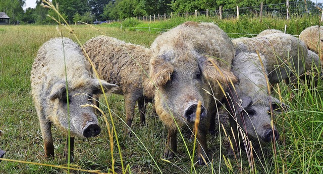 Die Mangalitza-Schweine scheinen sich in Kehl wohlzufhlen.   | Foto: stadt kehl